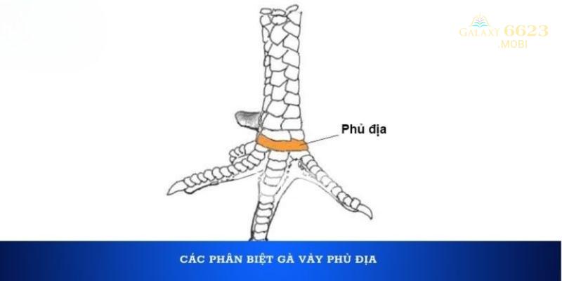 Những con có vảy gà phủ địa được nhiều sư kê săn đón